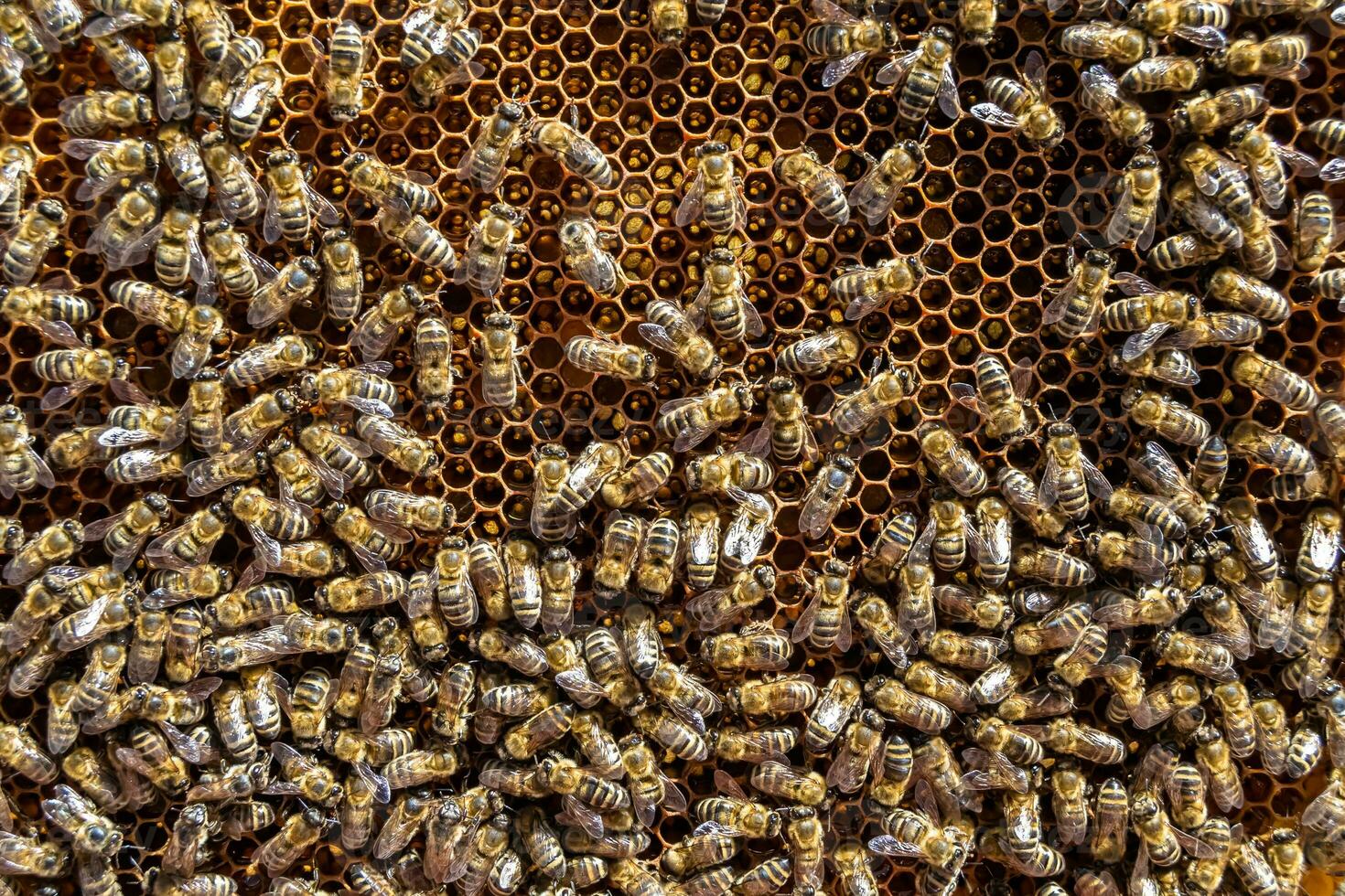 Abstract hexagon structure is honeycomb from bee hive filled photo