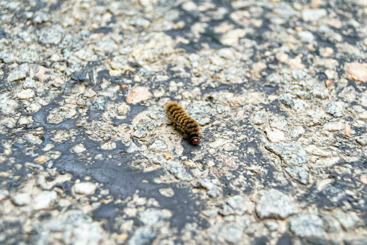 Photography on theme beautiful hairy caterpillar in hurry to turn into butterfly photo
