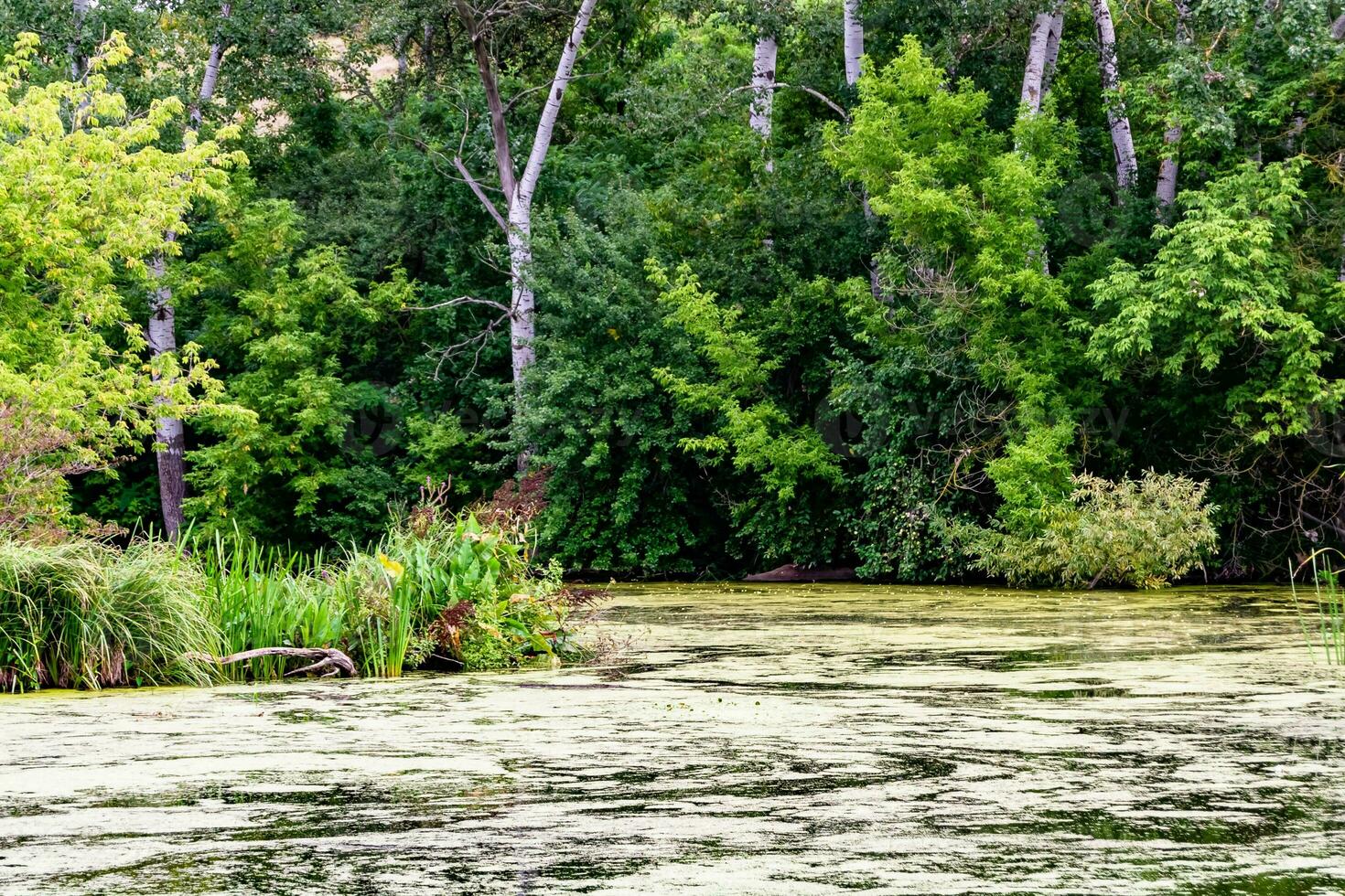 Beautiful grass swamp reed growing on shore reservoir in countryside photo