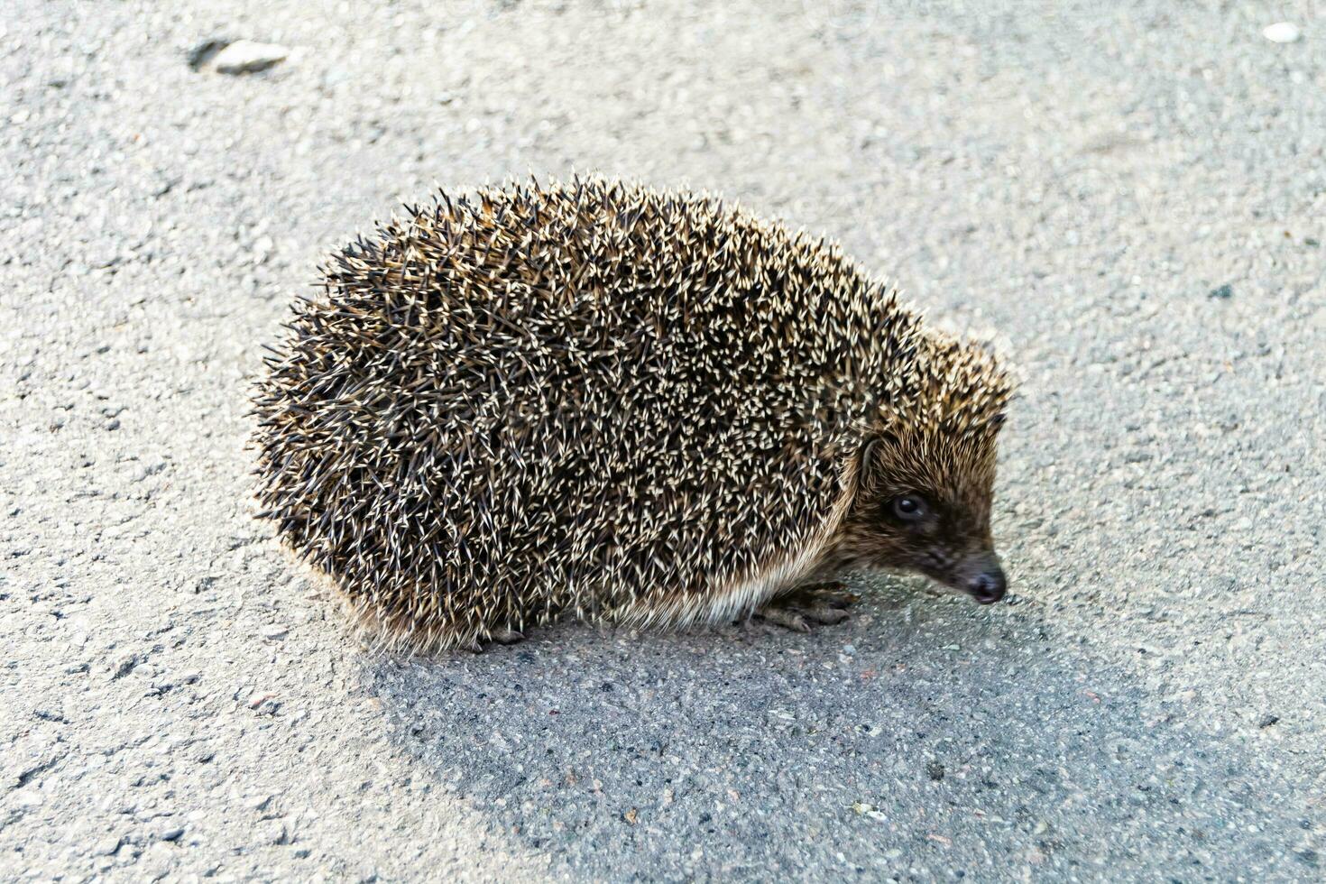 Photography on theme beautiful prickly little hedgehog goes into dense wild forest photo