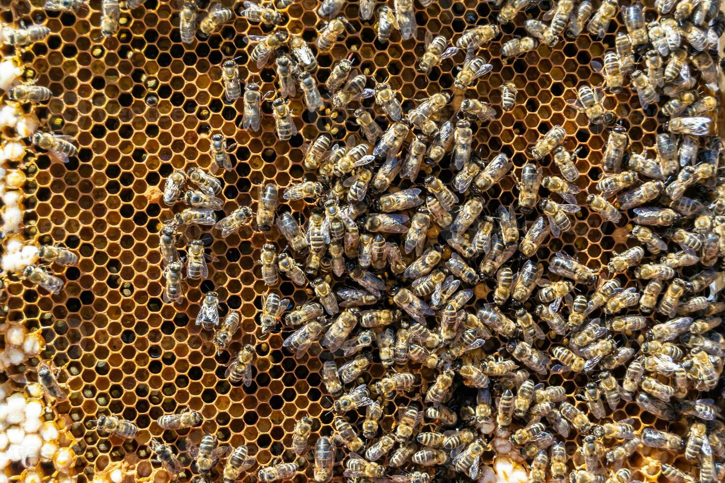 Abstract hexagon structure is honeycomb from bee hive filled photo