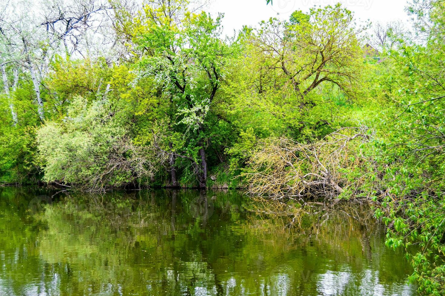 Beautiful grass swamp reed growing on shore reservoir in countryside photo