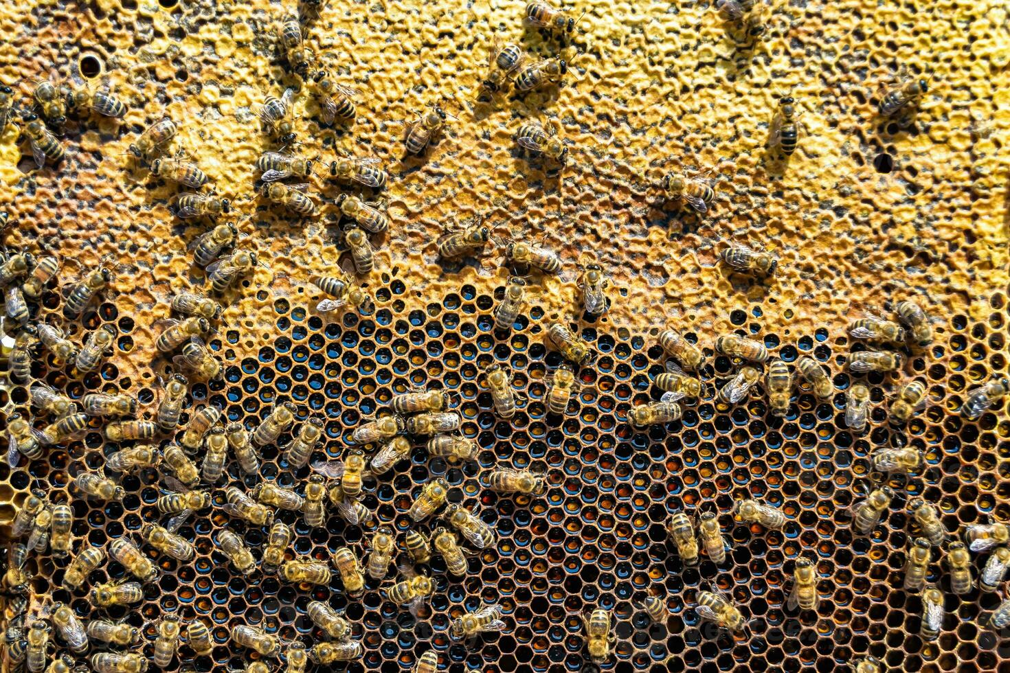 Abstract hexagon structure is honeycomb from bee hive filled photo