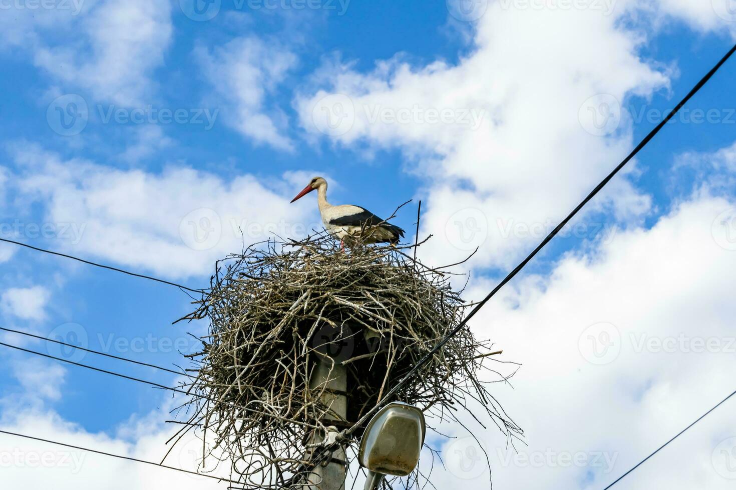 Beautiful wing stork in wooden stick nest on street lamp photo