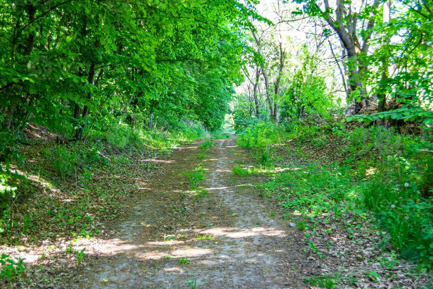 Photography on theme beautiful footpath in wild foliage woodland photo