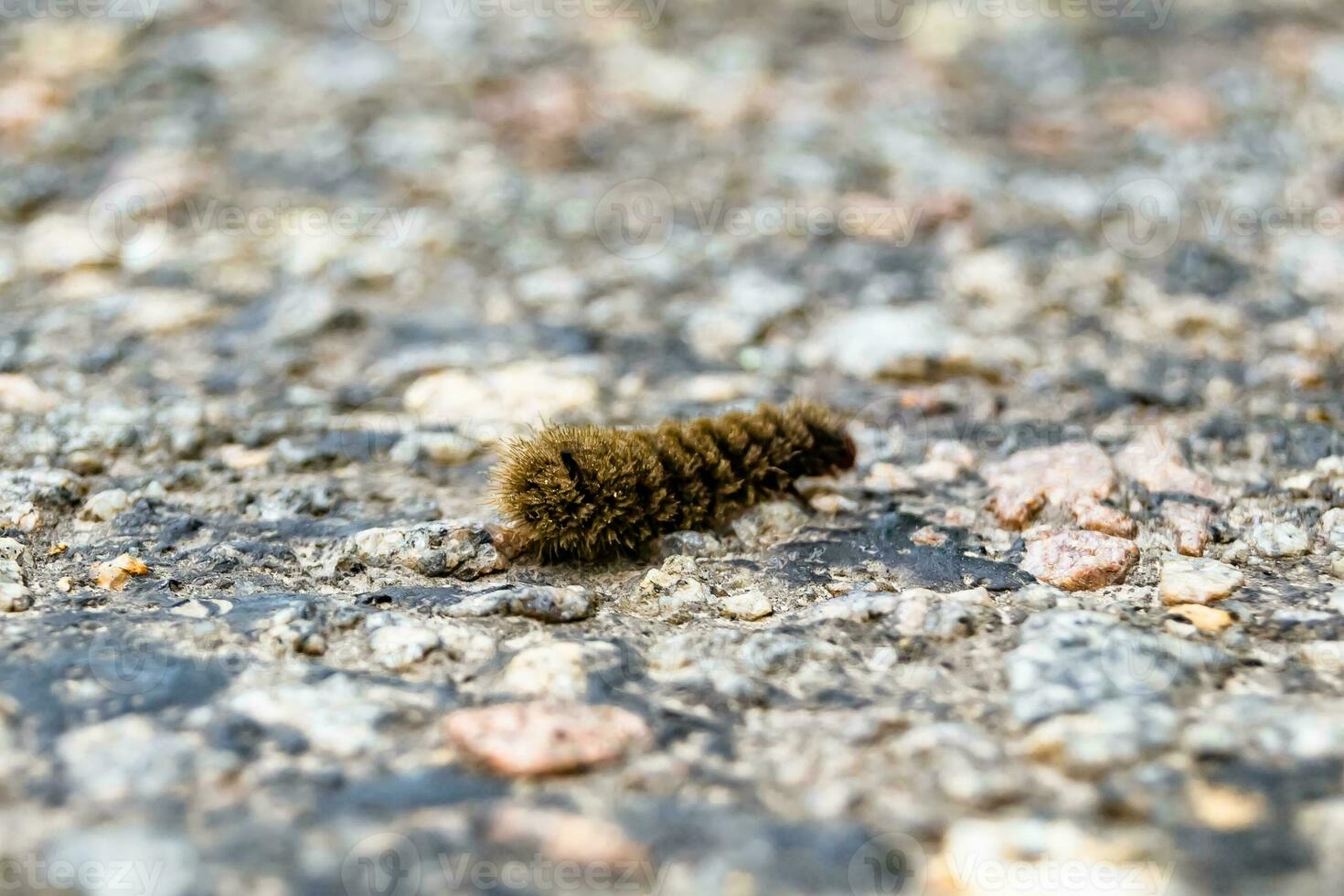 Photography on theme beautiful hairy caterpillar in hurry to turn into butterfly photo