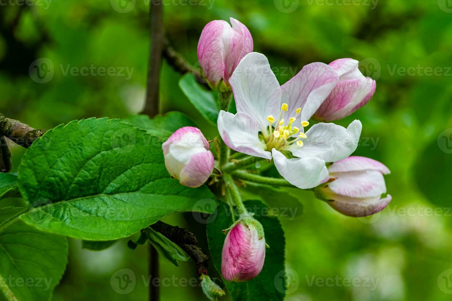 Photography on theme beautiful fruit branch apple tree with natural leaves under clean sky photo