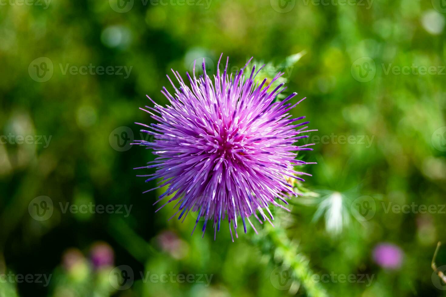 Beautiful growing flower root burdock thistle on background meadow photo