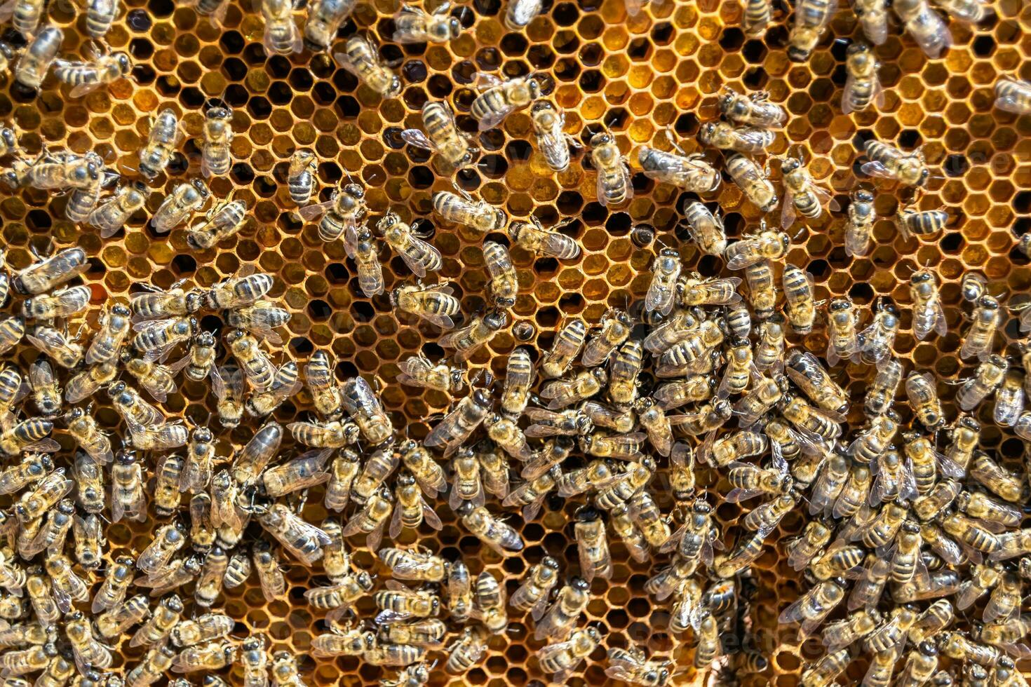 Abstract hexagon structure is honeycomb from bee hive filled photo