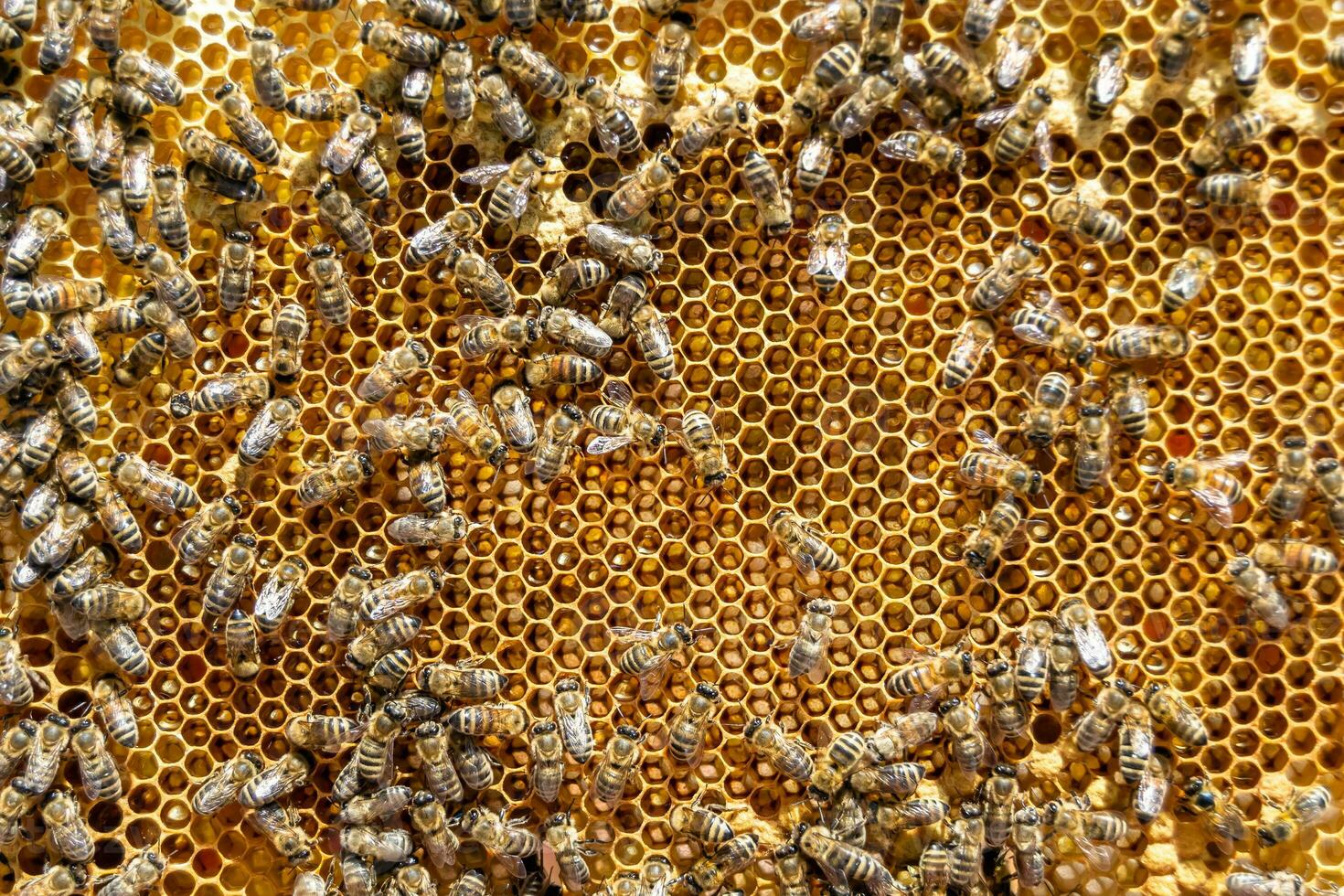 Abstract hexagon structure is honeycomb from bee hive filled photo