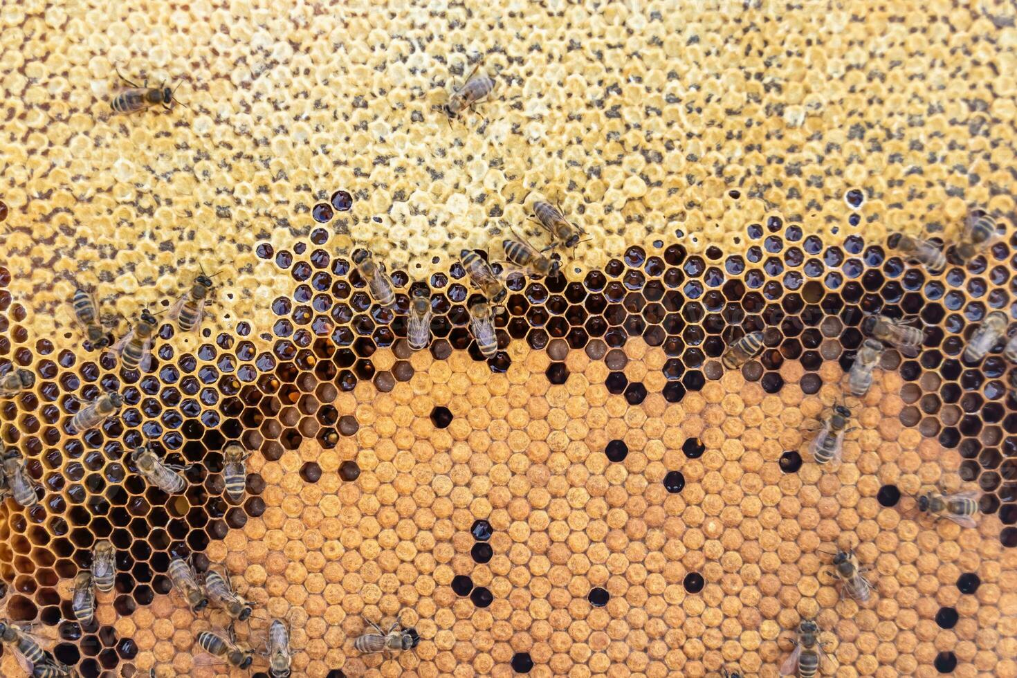 Abstract hexagon structure is honeycomb from bee hive filled photo