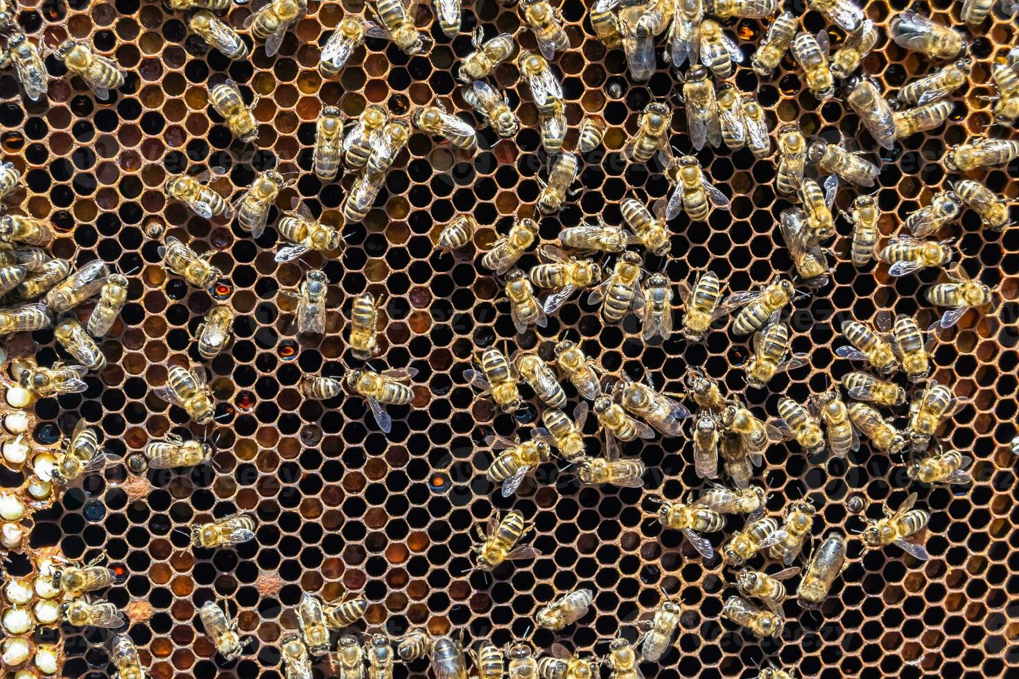 Abstract hexagon structure is honeycomb from bee hive filled photo