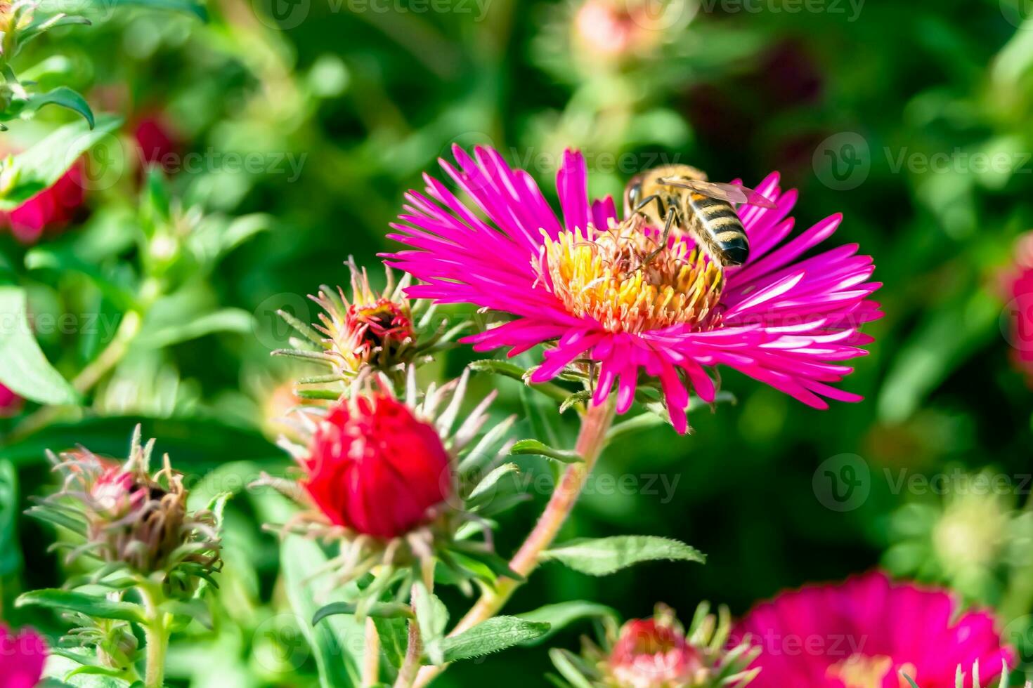 hermosa abeja alada de flores silvestres en el prado de follaje de fondo foto