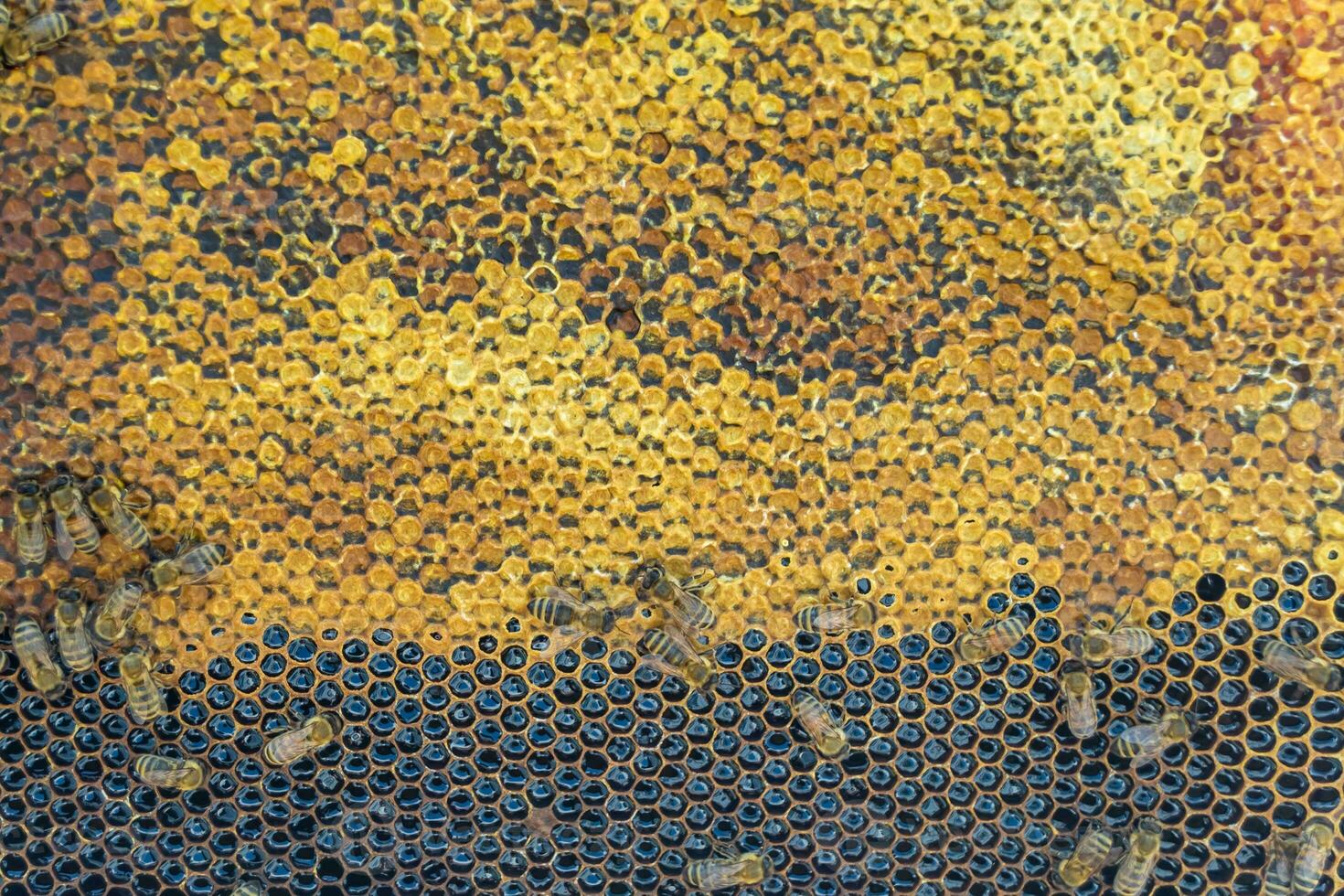 Abstract hexagon structure is honeycomb from bee hive filled photo