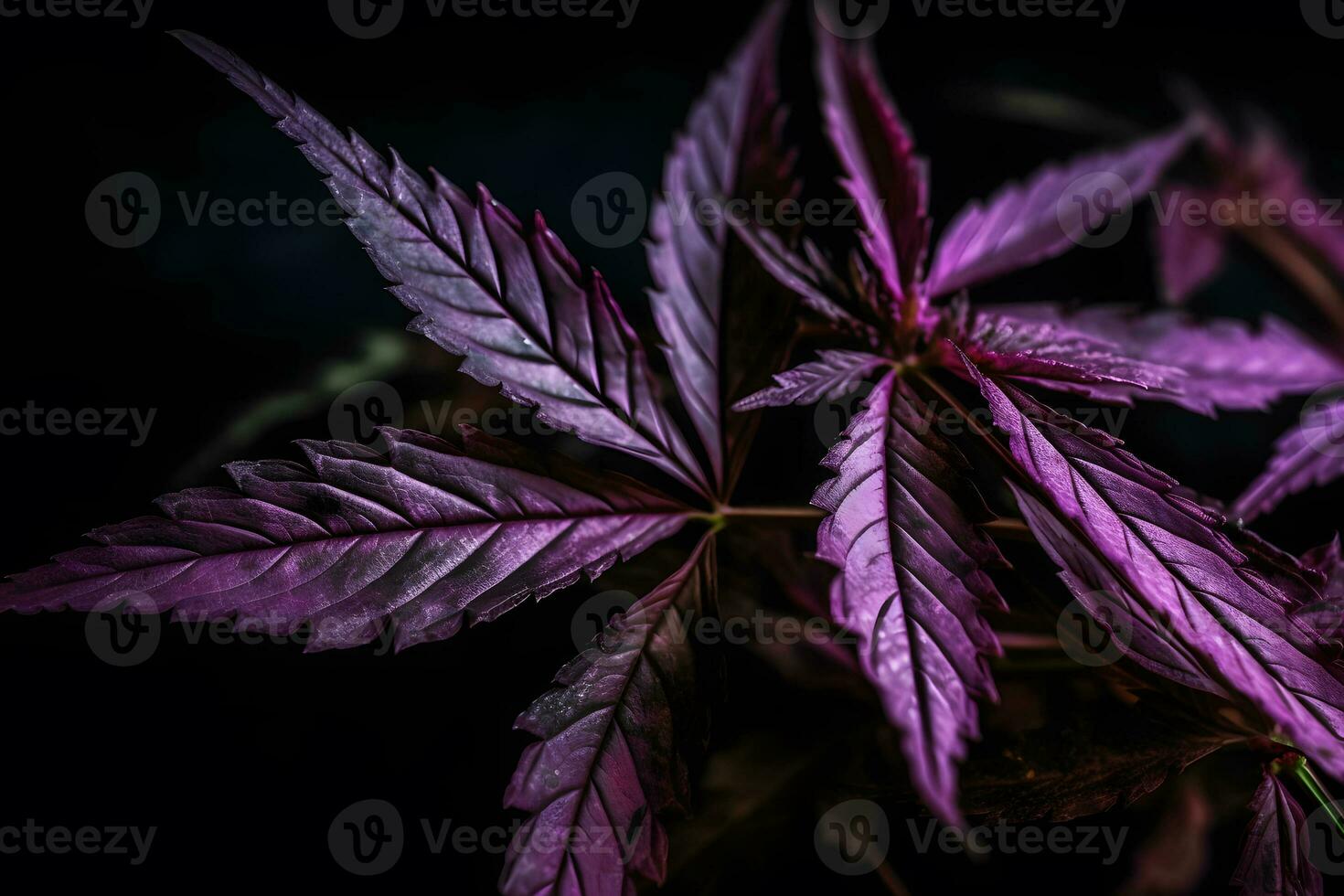 Purple cannabis leaf on a dark background. Neural network AI generated photo
