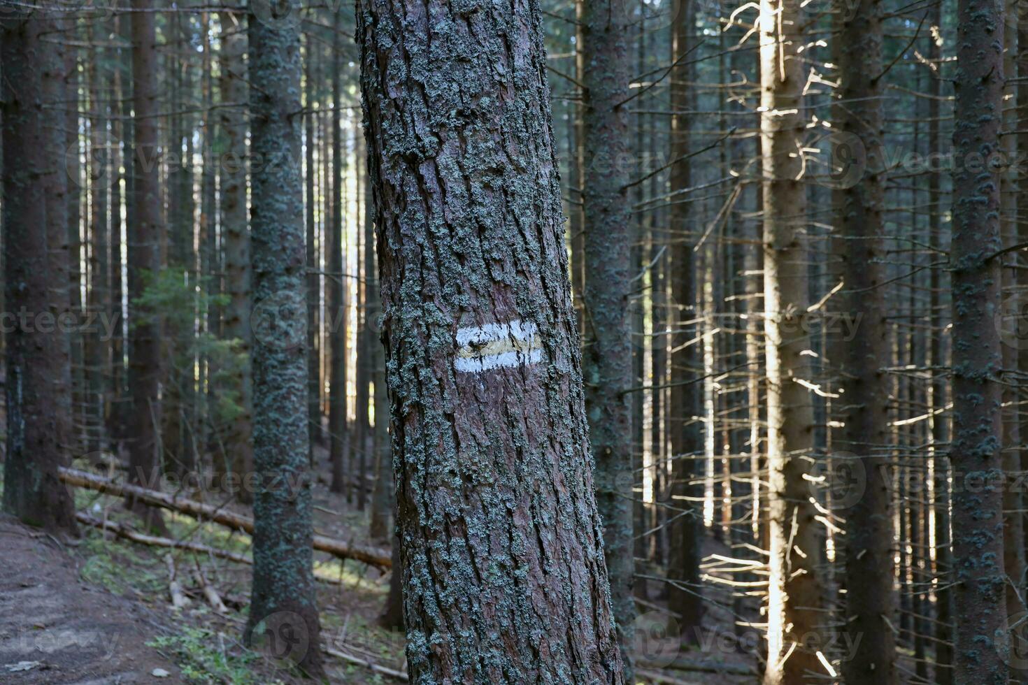 Walking trail background. Yellow and white forest path on brown tree trunk. Guide sign made with paint on hiking trail. Symbol points right way to go photo