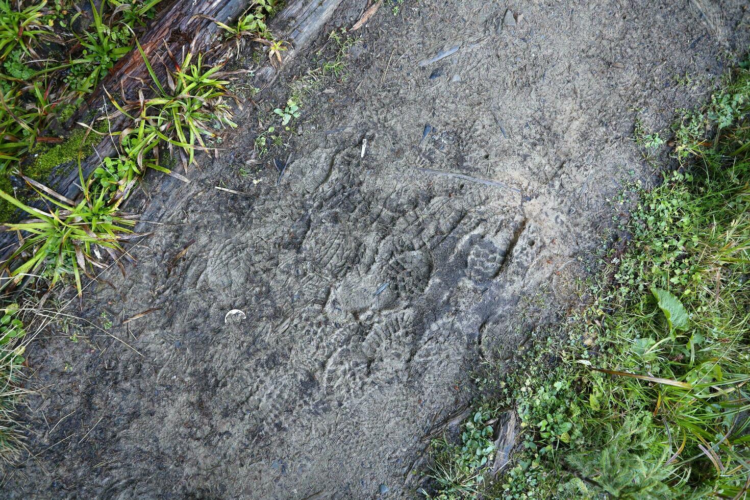 Foot mark on the jungle trail. Shoe prints on wet gravel or mud in mountain area photo