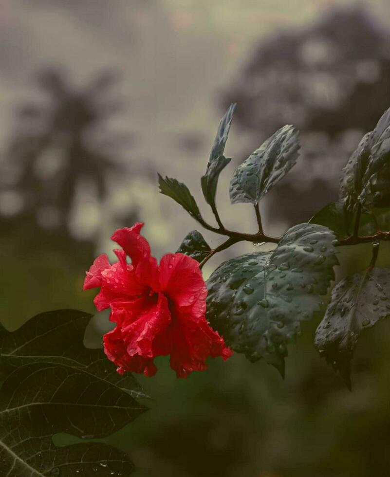 Beautiful blooming flower in garden photo