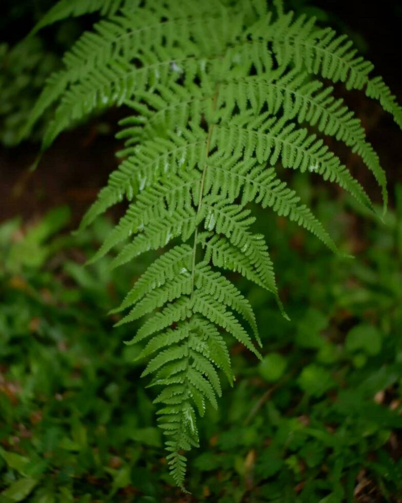 de cerca de lozano verde helecho en natural ambiente vibrante, frondoso helechos en lozano verde alrededores. belleza de naturaleza en de cerca. foto