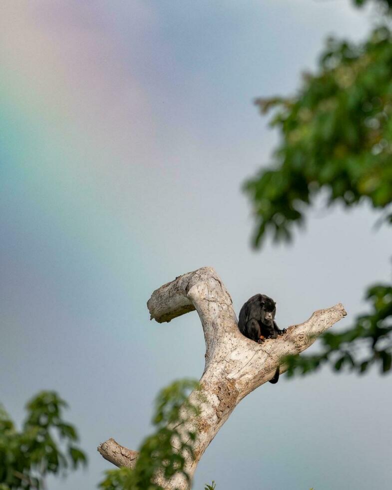 Feathered Wildlife on Branch in Lush Green Environment photo