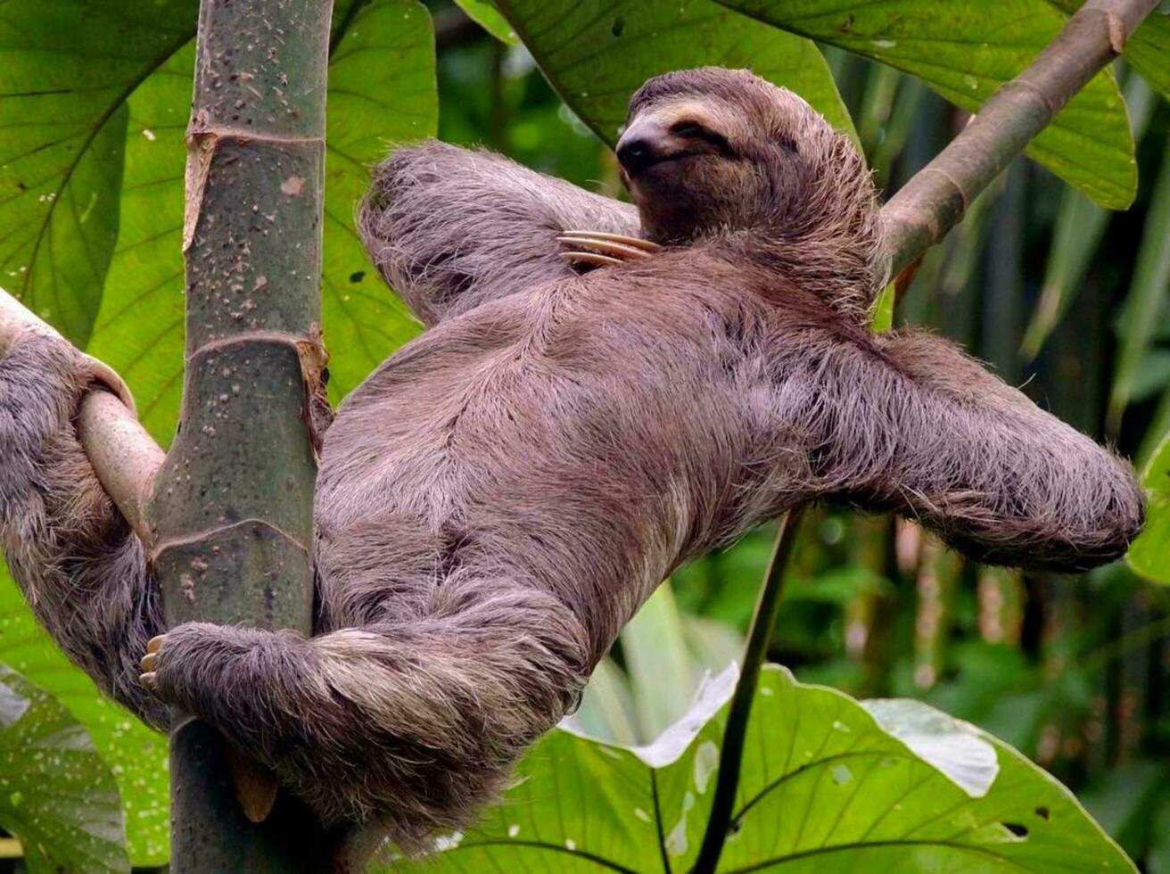 peludo mamífero descansando en rama en selva, peludo perezoso cuelga desde rama en selva bosque con lozano verde hojas. foto