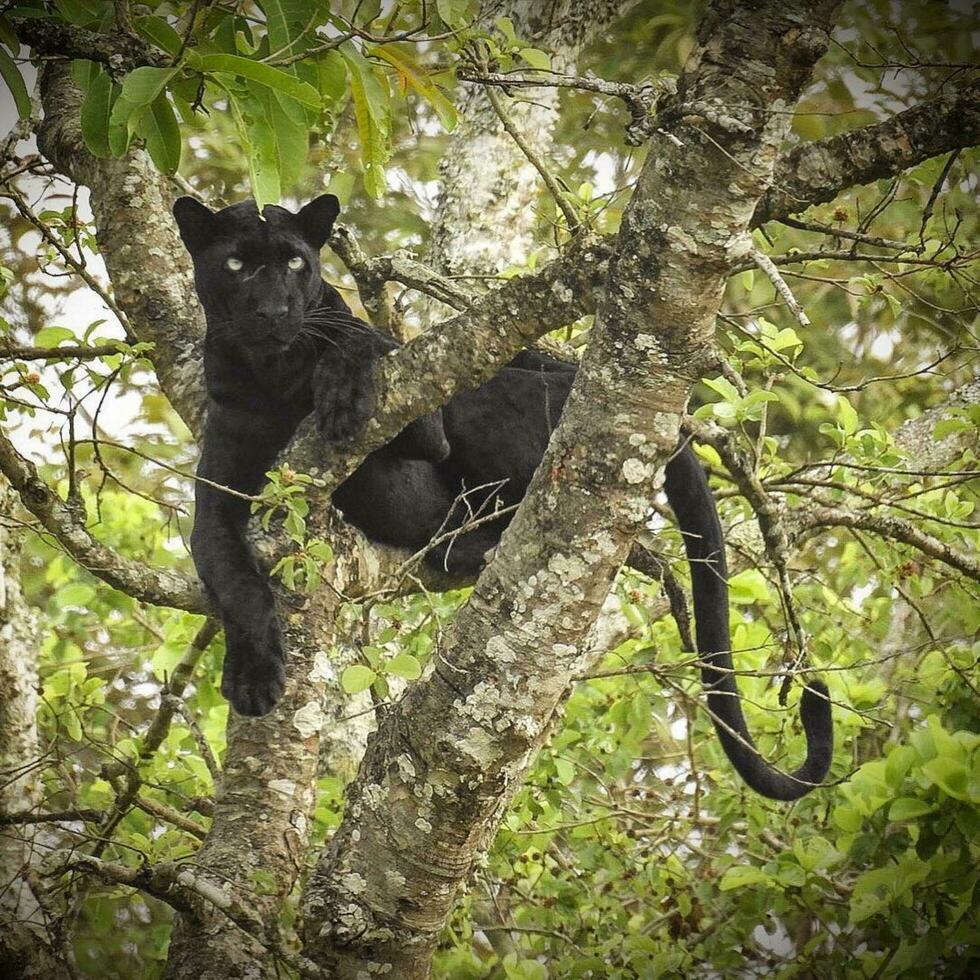 Black Tiger,Wildlife Among the Trees,Animal wildlife in jungle feline creature perched on branch amidst nature's beauty. photo
