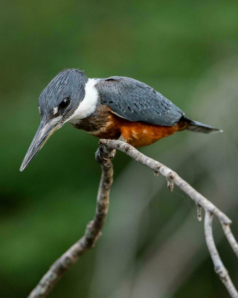 Foto Satwa Liar Jarak Dekat Burung Soliter di Cabang photo