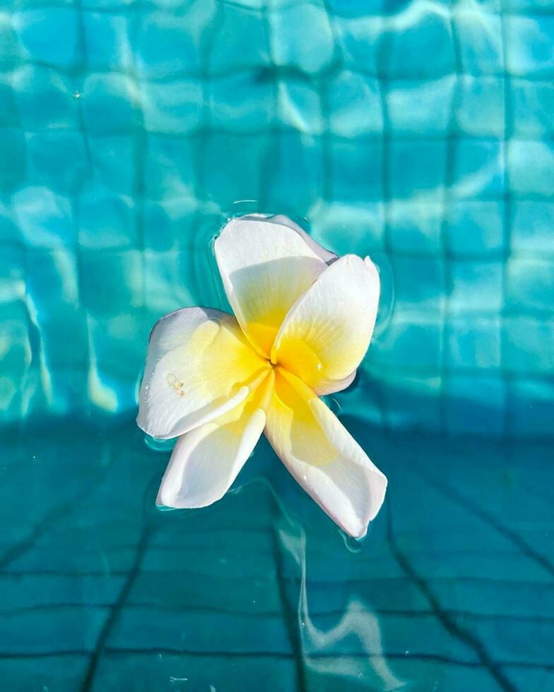 Colorful Flower Blossom in Fresh Aquatic Environment Vibrant yellow flower blossoms in garden near swimming pool and blue sky. photo