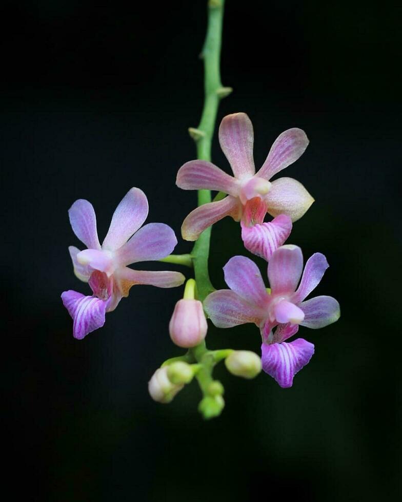 Colorful Wildflower Petals in Macro Photography Captivating pink and purple orchid bloom showcases natural beauty and fragility. photo