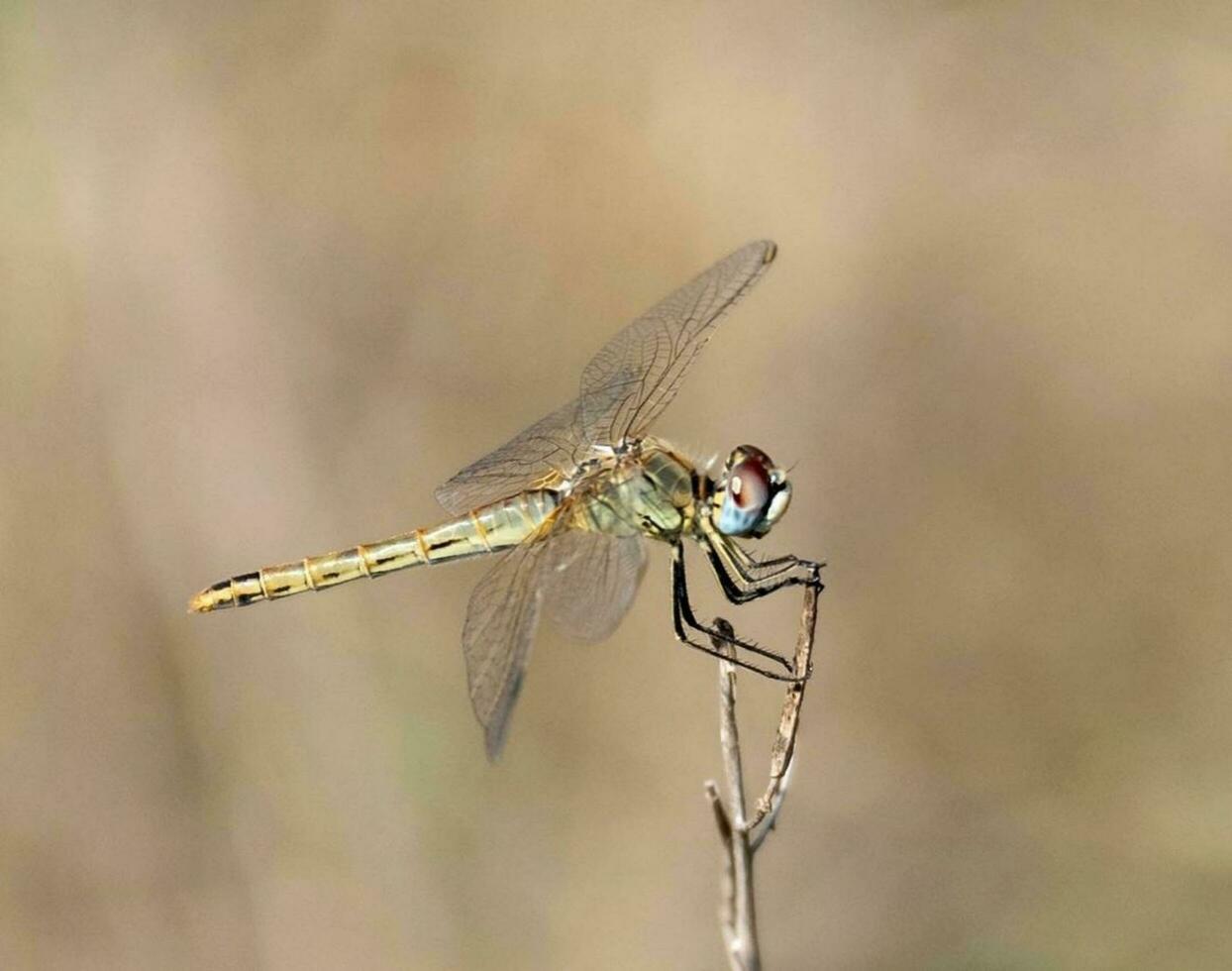 de cerca de libélula intrincado ala modelo en naturaleza, libélula vistoso y detallado ala arriba cerca, exhibiendo animal belleza en naturaleza. foto