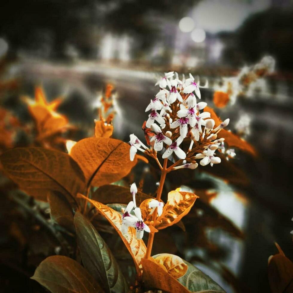 otoño follaje de cerca de floreciente flor en botánico jardín vibrante otoño floración en de cerca, destacando natural belleza en botánico alrededores. foto