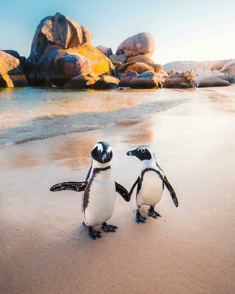 Colony of Avian Wildlife on Coastal Rock Penguins gather on rocky coast, creating a captivating wildlife scene. photo