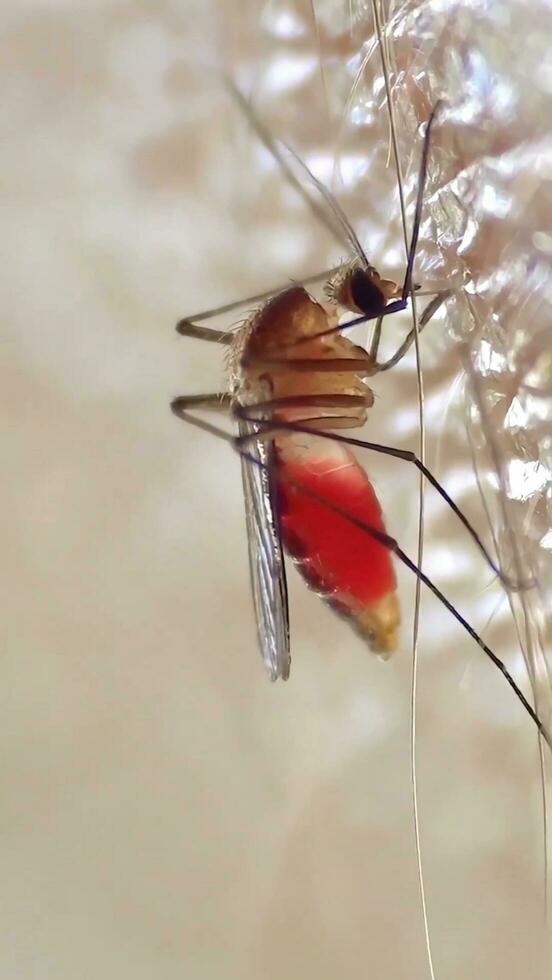 A photo of a mosquito sucking blood