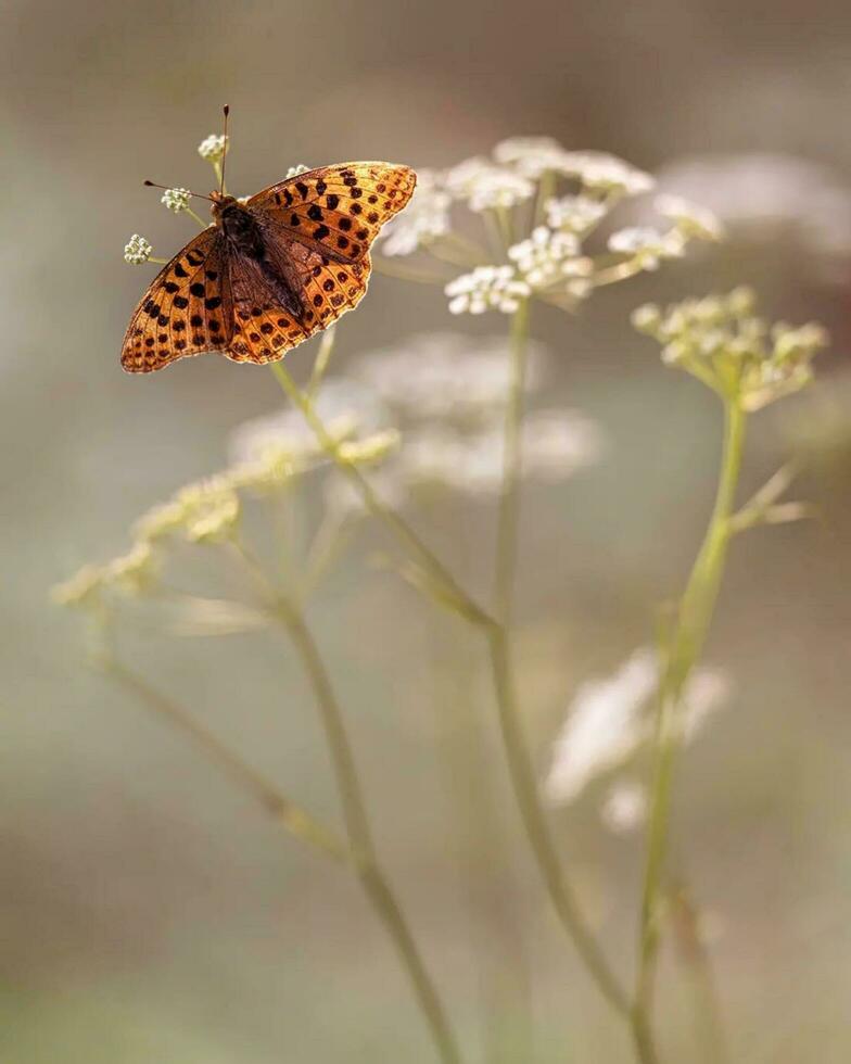 Yellow Butterfly on Flower in Garden Delicate butterfly on yellow flower in nature garden. photo