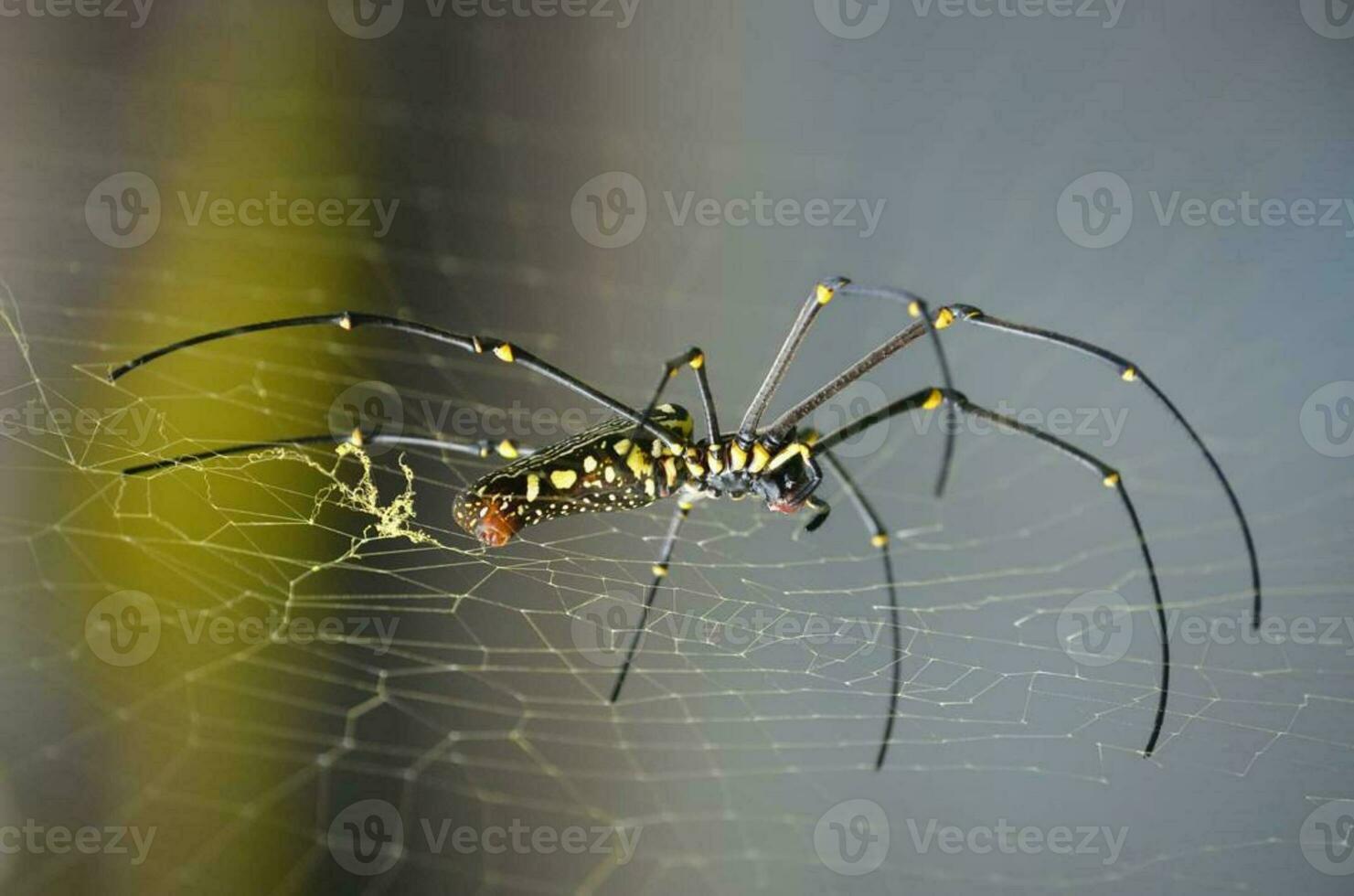 Spider Weaving Intricate Web in Close-up Macro Photography photo