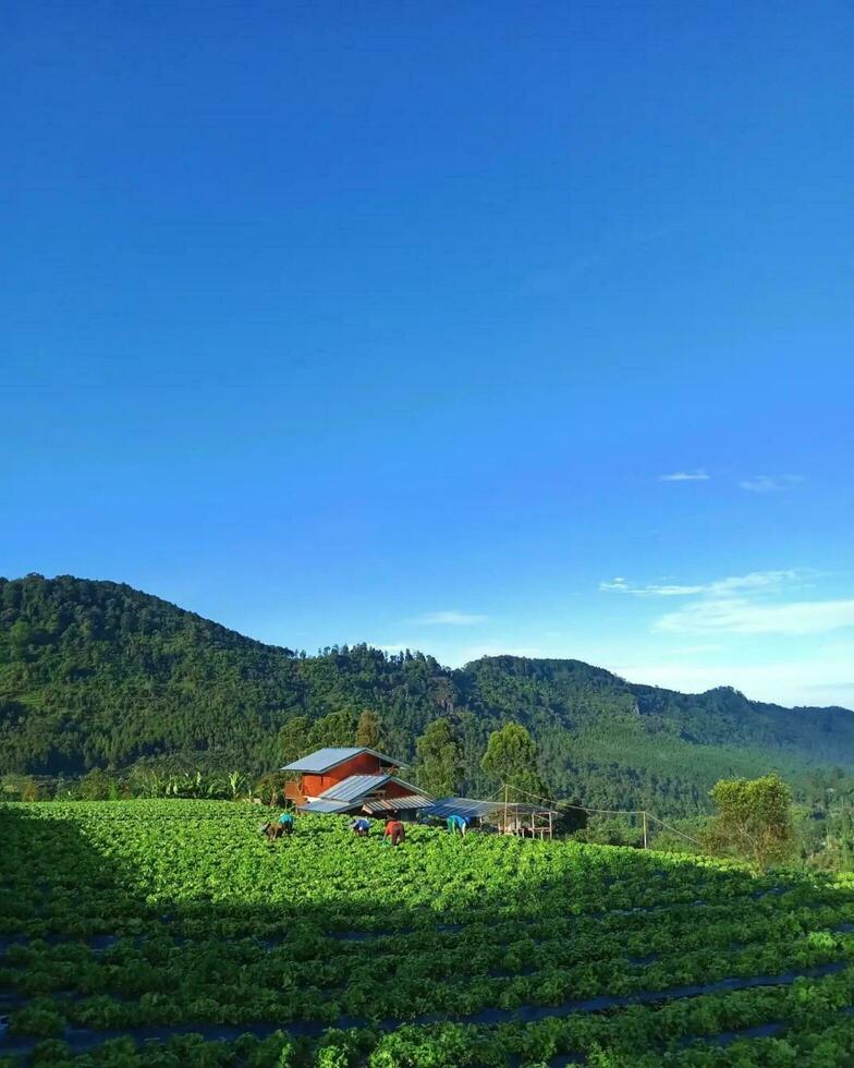 Vibrant Green Fields and Rolling Hills Under a Blue Sky Lush fields and mountains in a beautiful rural landscape. photo