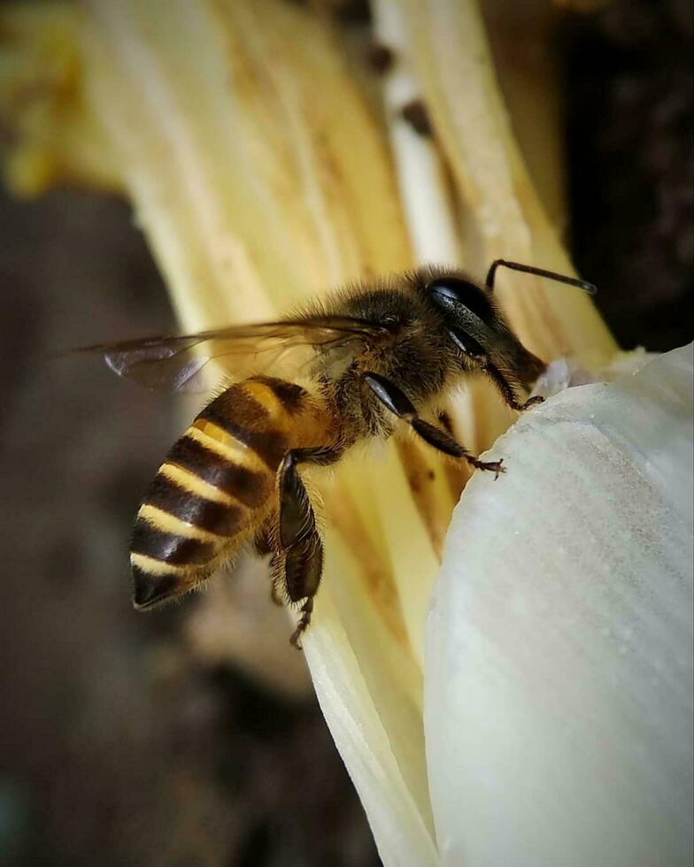 Bright Close-up of a Yellow Honey Bee in the Garden Vibrant bee pollinating flowers in a beautiful garden. photo