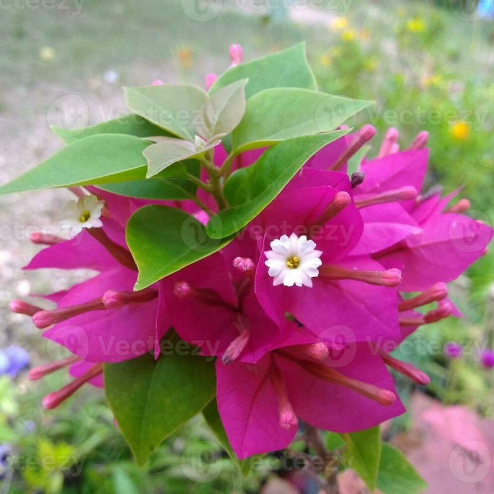 Delicate Pink Blossom Close-up in Nature Vibrant pink flower blooms with delicate petals and lush green leaves. photo