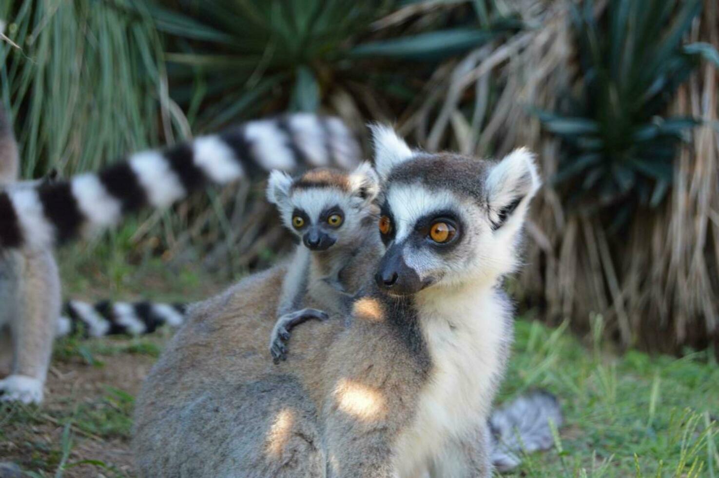 A lemur is holding its child,Diverse animals peacefully mingle in nature's beauty. photo