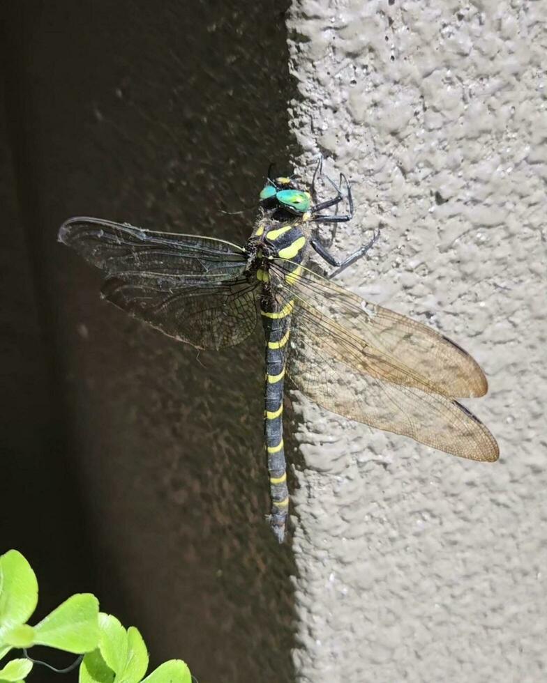 Close-up of Green Dragonfly in Nature,Green dragonfly on leaf, macro closeup of insect in nature. photo