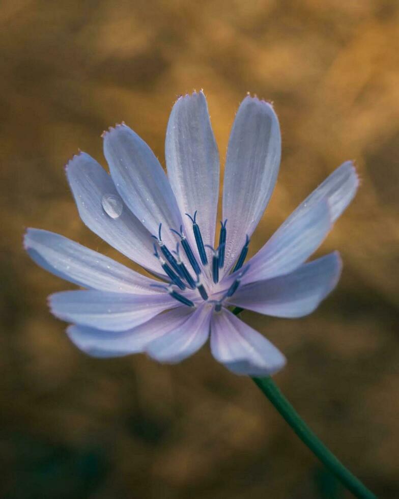 vistoso florecer en naturaleza delicado achicoria flor cabeza en de cerca macro fotografía vibrante botánico escena demostración floreciente achicoria flor sin gente. foto