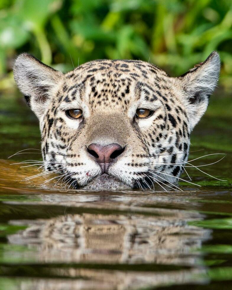 Feline Predator in Nature's Portrait Majestic tiger Surveying the Water photo