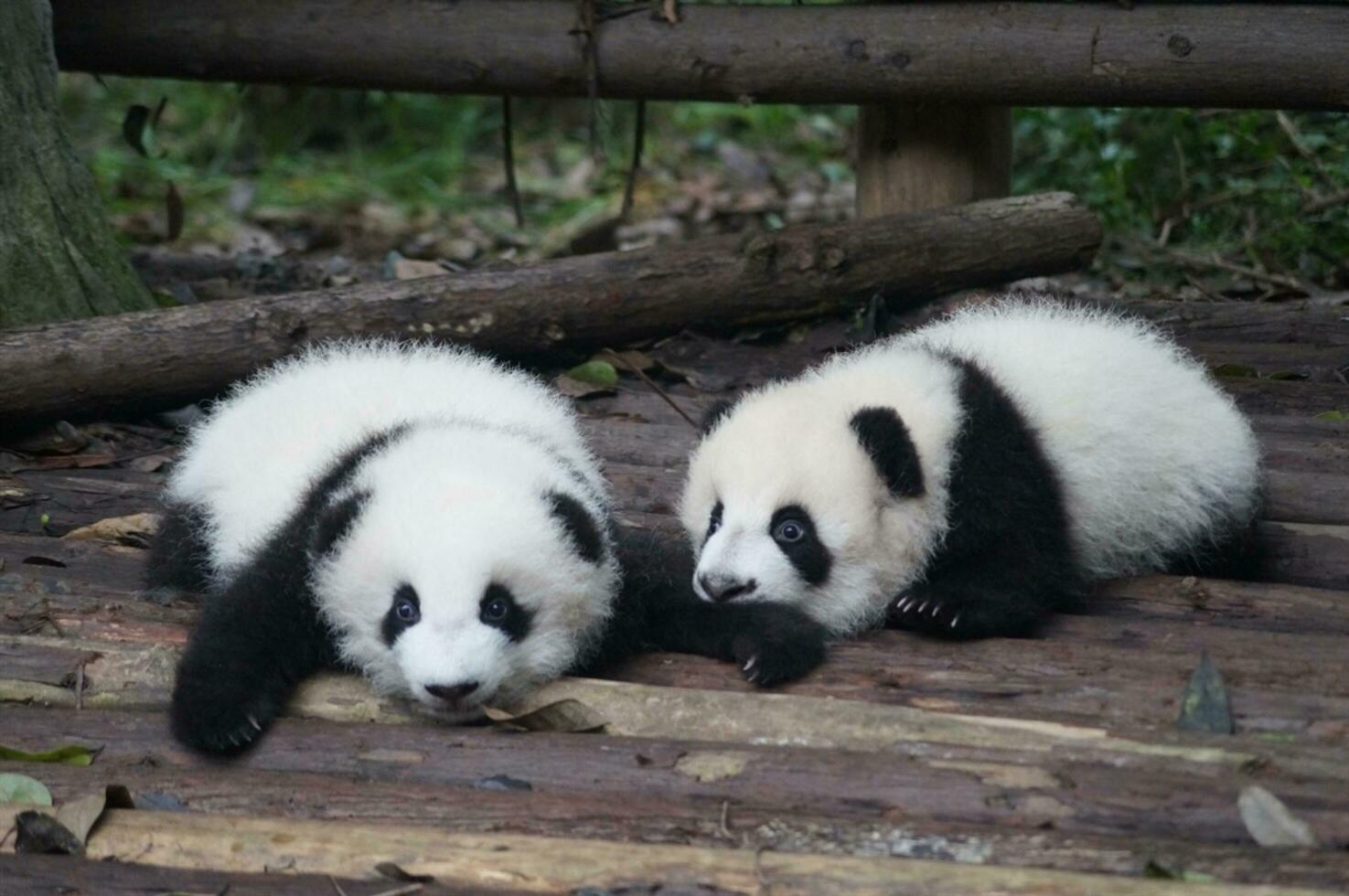 Adorable Giant Panda Family in Their Natural Habitat Group of adorable giant pandas in China's bamboo forest, an endangered wildlife species. photo