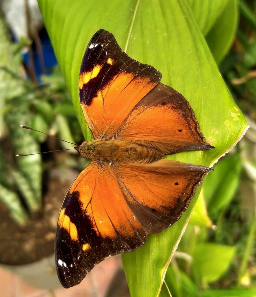 Beautiful Butterfly on Flower Petal in Nature's Serene Beauty Vibrant butterfly on flower in nature's beauty, showcasing wildlife and plant interaction. photo