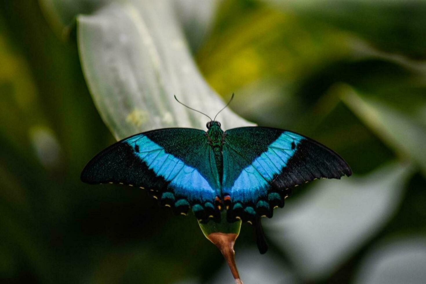 belleza en naturaleza mariposa en verde hoja mariposa encaramado en verde hoja en medio de vibrante flores, demostración intrincado ala patrones. foto