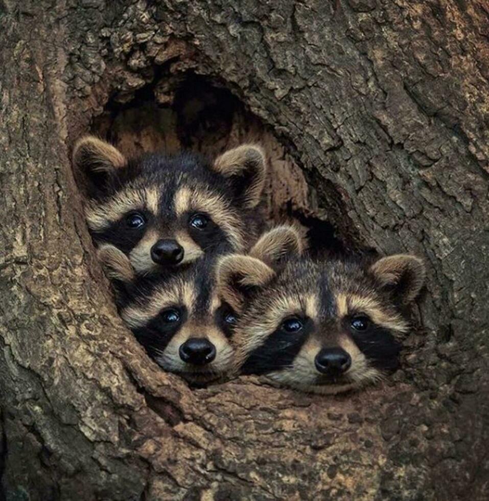 Curious Raccoon Family in Forest Habitat Curious raccoon in forest, looking at camera near tree trunk. photo
