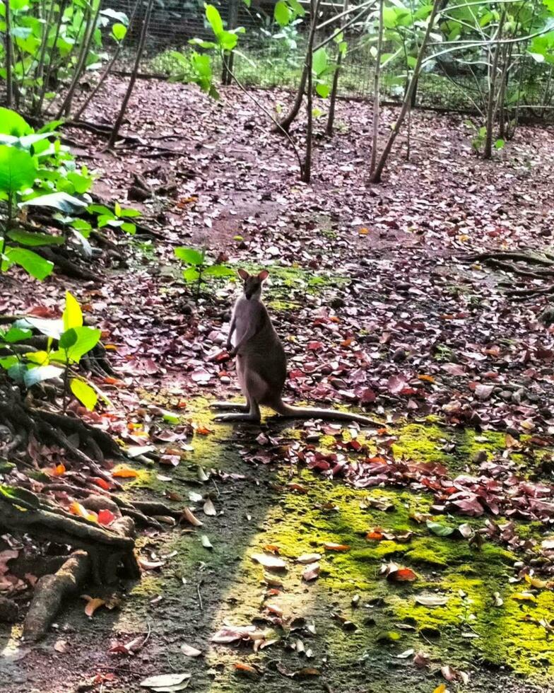 A kangaroo cub alone photo