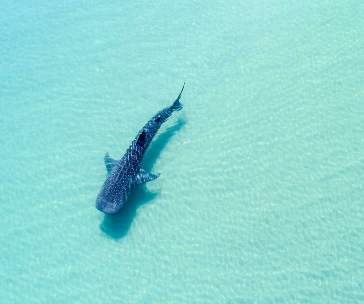 Underwater Wildlife Aerial View of a Swimming Creature in the Deep Blue Sea Aerial view of one swimming creature in deep blue underwater. photo