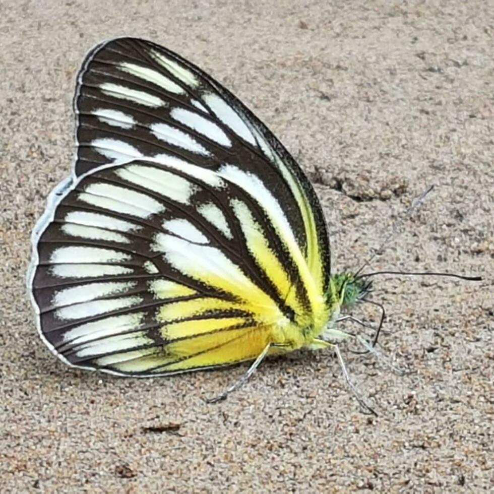 Yellow Butterfly with Striped Wings in Nature Vibrant butterfly with striped wings showcasing natural beauty in close-up shot. photo