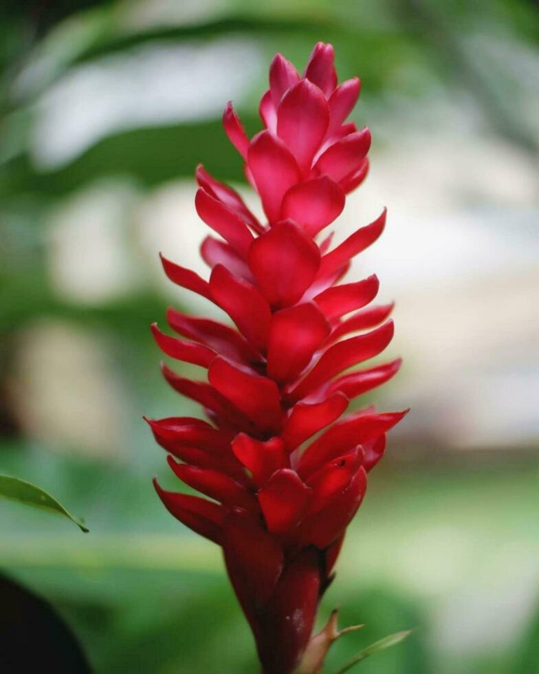 cierne rojo flor macro belleza de de la naturaleza botánico floración botánico belleza floraciones en vibrante rojo. de cerca de fresco, detallado flor. foto